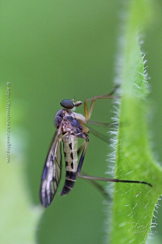 Asilidae ?