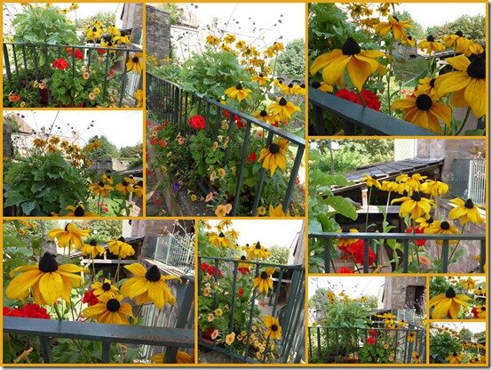 fleurs jaunes