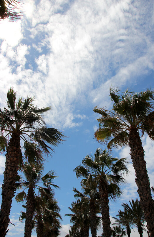 palmiers_nuage