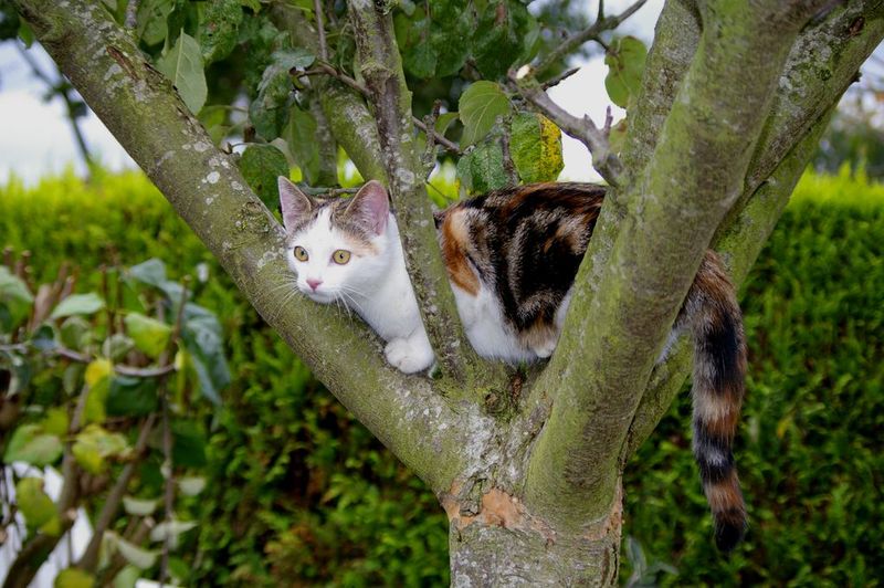 Chat Perche Sur Pommier Photo Max