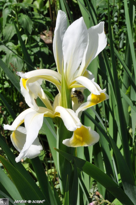 Un Iris blanc et jaune visité par une abeille