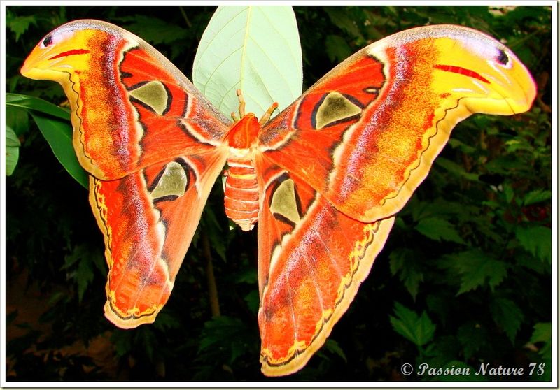 Papillon Attacus Atlas ou Bombyx Atlas (24)