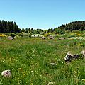 Landes