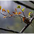 L'automne est annoncé ....