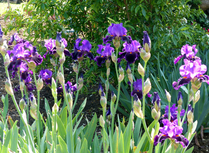 iris local color (6)