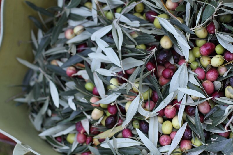 cueillette olives 052