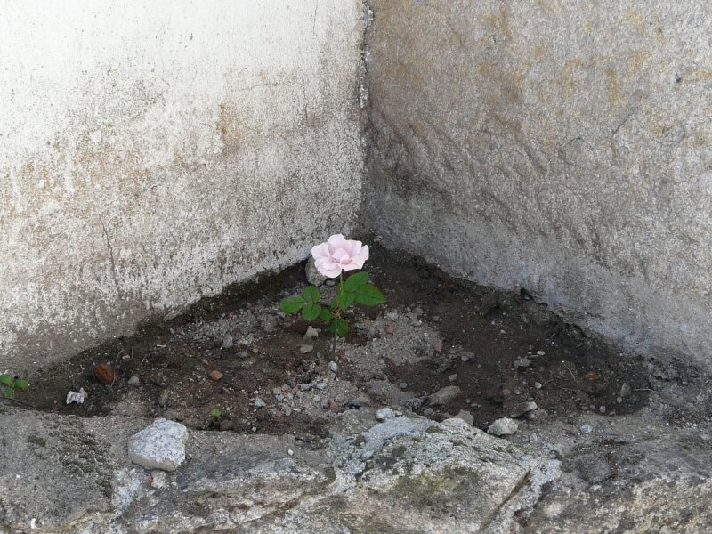 Une Malheureuse Petite Rose Lousa 08 Juillet 2009 Portugal