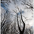 Chaud et froid au pied de l'arbre ...