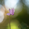 Un clyclamen, fleur de saison ...