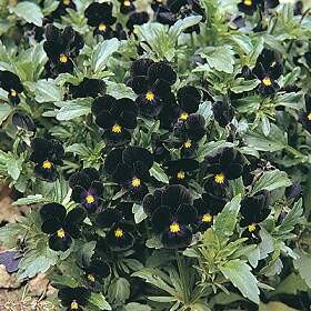 Fleurs et plantes noires du jardin (suite ) - Points de cerise violette