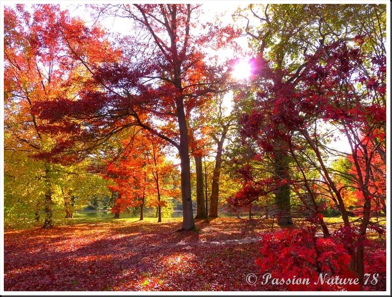La forêt aux couleurs d'automne (30)