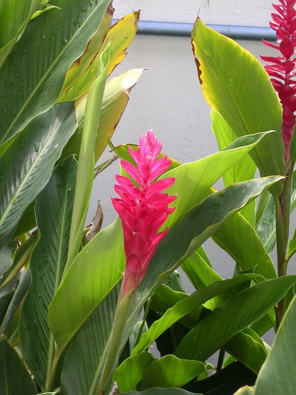 La Reine De Malaisie Photo De Les Fleurs En Guadeloupe Randos En Guadeloupe