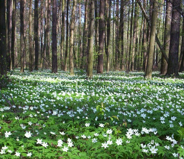 Photo-parreterre-anémones des bois