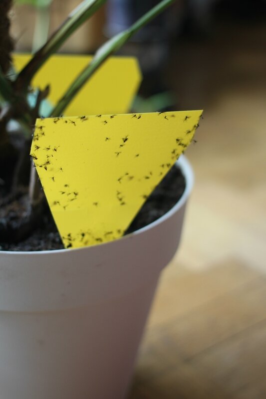 Comment lutter contre les mouches du terreau sur les plantes d