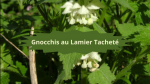 6 LAMIERS(1)Gnocchis au Lamier Tacheté