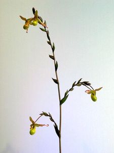 blog_orchid3