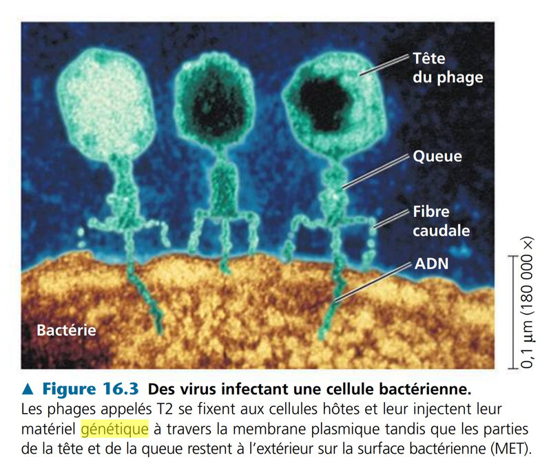 Virus infectant une cellule bactérienne