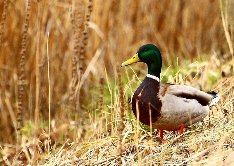 AMOUR DE CANARDS COLVERTS PHOTOS CLASSEES X Frissons Nature Photo AMOUR DE CANARDS COLVERTS PHOTOS CLASSEES X Frissons Nature Photo