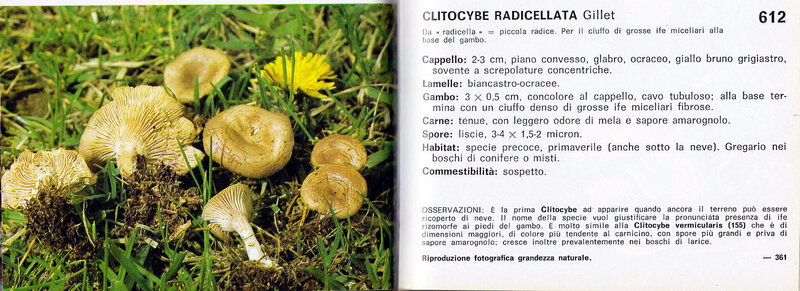 Clitocybe radicellata Cetto 612