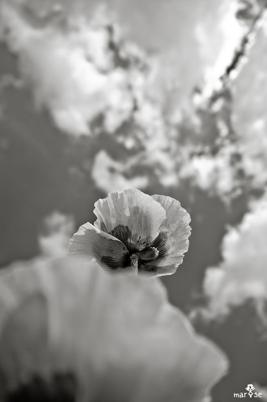 MYE_8187_2