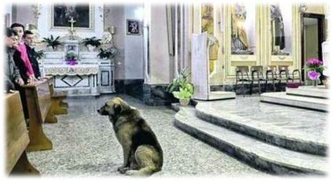 chien messe