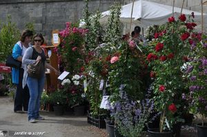 stand des Roses anciennes André Eve