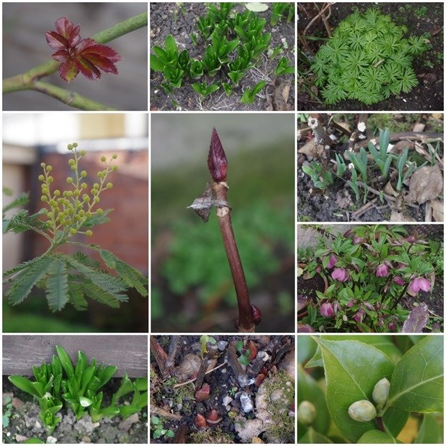 mon petit jardin