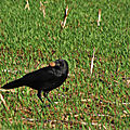 IMG_0026