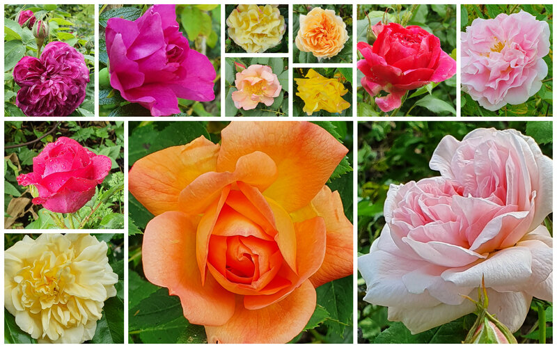 premroses