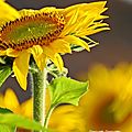 FSCN5839