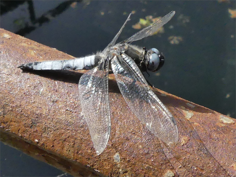Roussille 170622 28 libell orthetrum posée ym