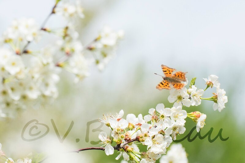 papillon-cerisier14-04