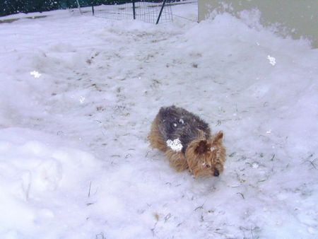 les chiens dans la neige 050212 001