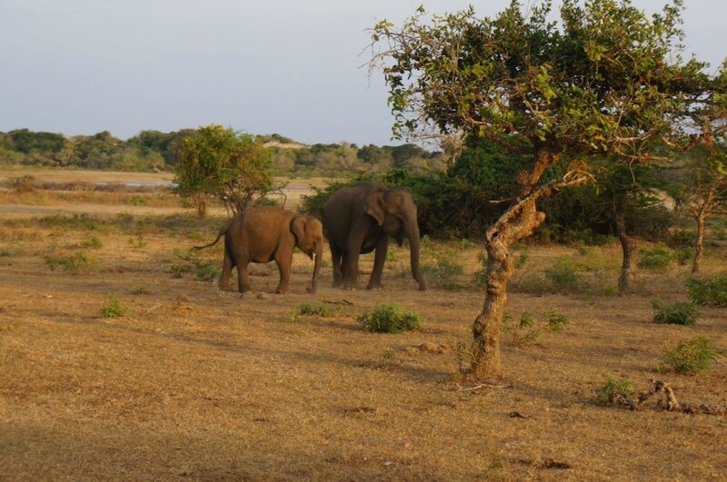 elephants Yala