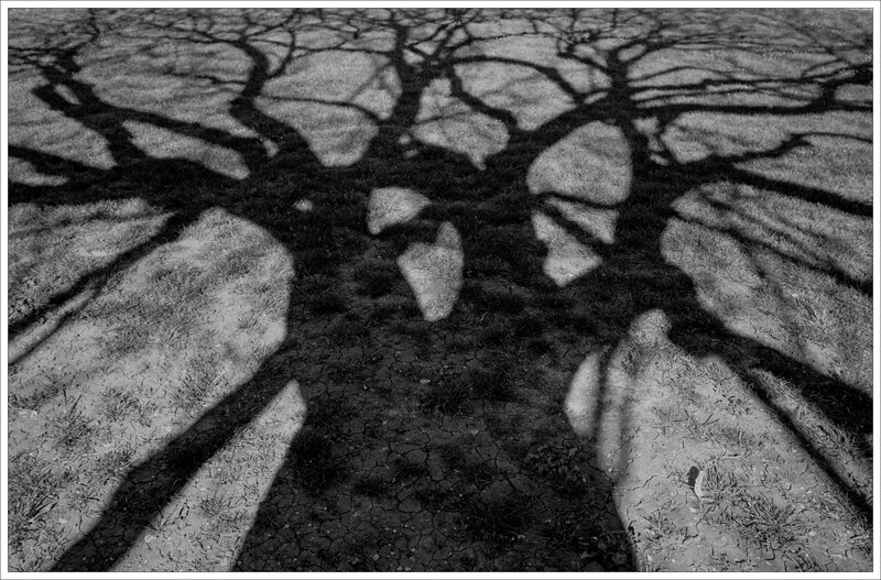 arbres remarquables Souché ombre branches 1 nb 040417 ym