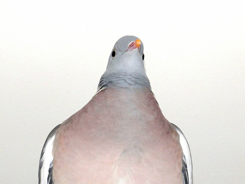 gros pigeon 5 lettres