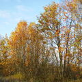 01-10-08 Givre (25)