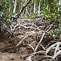 Mangrove 23 mars 2012