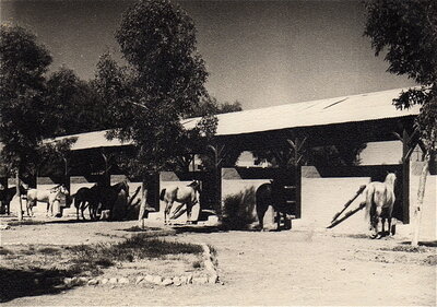 2e_Regiment_de_Spahis_Marrakech_Un_coin_du_Paddock