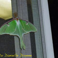 Papillon lune • Actias Luna • Famille Saturniidae (canada)