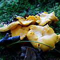 Girolle commune, cantharellus cibarius...