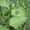 Guêpe mexicaine (Isodontia mexicana)