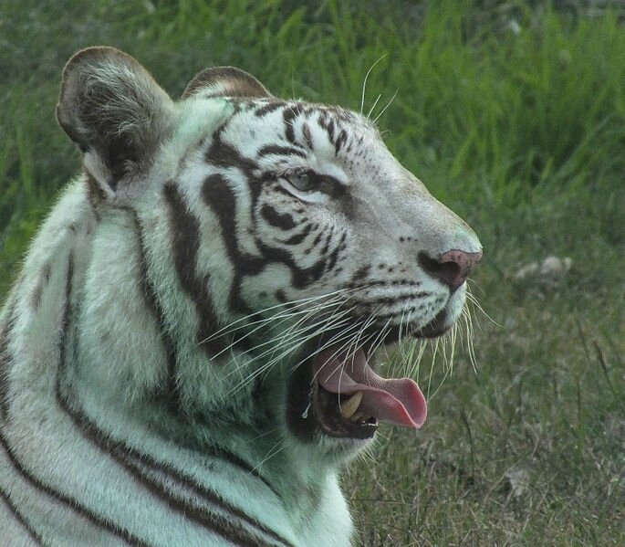 accouplement du tigre blanc et du tigre orange