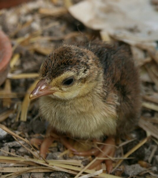 A Quoi Ressemble Un Jeune Paon Les Ailes Du Feyel