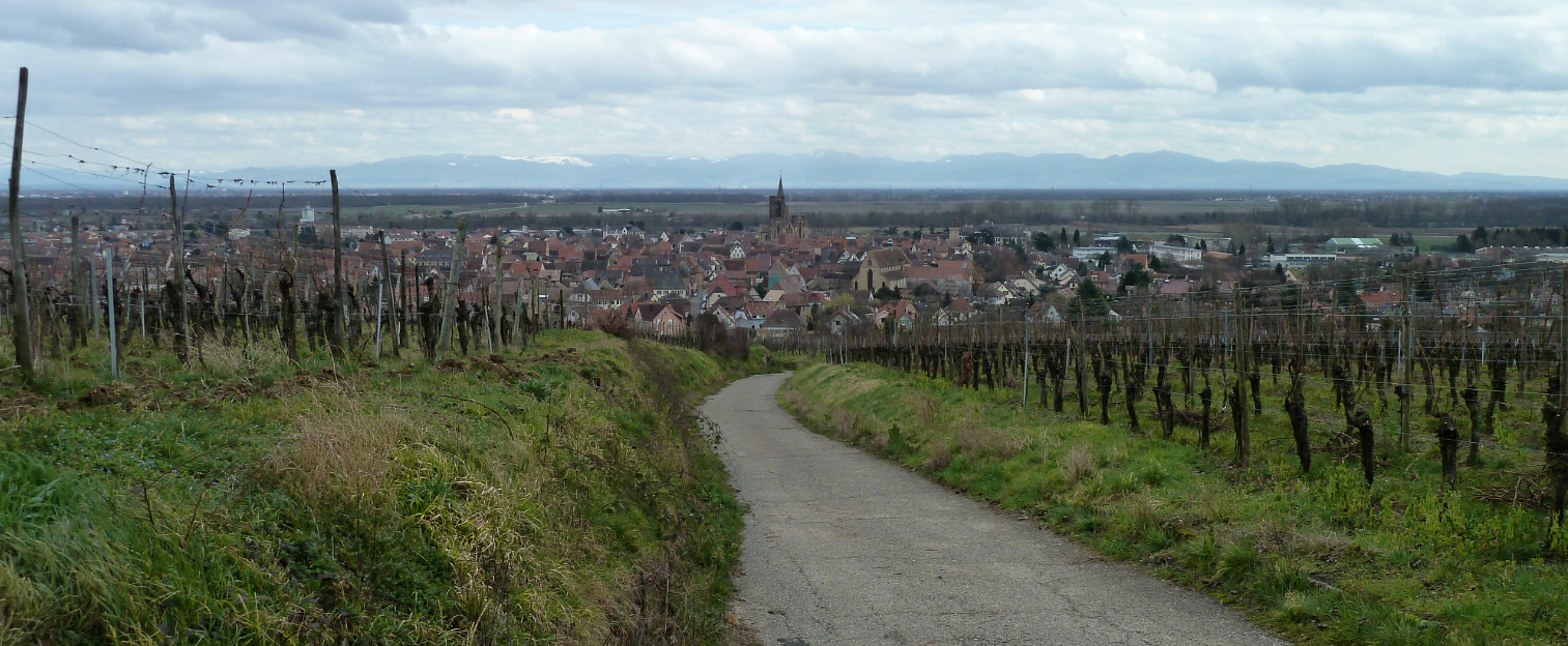 Sur les hauteurs de Rouffach - Mon carnet de rando autour de Mulhouse ...