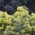 IMG_5982