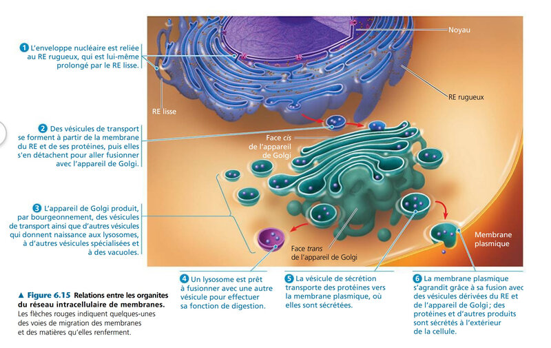 le réseau intracellulaire de membranes