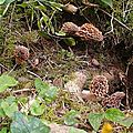 Morilles communes autour de la terre remuée