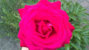 rose (1)