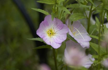 oenothera_envahissant
